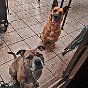 Scott Et. Chelsea participe au concours pour gagner de l'argent avec cette photo : brindle_dog, brown_dog, chair, daylight, dog, domestic_animals, ears_up, furniture, glass_door, happy_dog, indoor_outdoor, leaves, looking_up, pets, porch, shoes, sitting, table, tile_floor, tripod