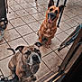 brindle_dog, brown_dog, chair, daylight, dog, domestic_animals, ears_up, furniture, glass_door, happy_dog, indoor_outdoor, leaves, looking_up, pets, porch, shoes, sitting, table, tile_floor, tripod
