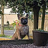 dog, french_bulldog, pet, outdoor, garden, plant, tree, pot, succulent, leaves, wood, collar, alert, standing, nature, fence, rocks, daylight, animal, mammal