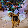 dog, french_bulldog, christmas_tree, ornaments, lights, nativity_scene, indoor, tile_floor, festive, holiday, decorations, pet, brown_dog, cute, animal, christmas, tree_skirt, collar, floor, gift