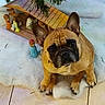 dog, french_bulldog, christmas_tree, nativity_scene, ornament, figurines, floor, indoor, pet, brown_dog, cute, looking_up, holiday, decorations, soft_surface, animal, ears, face, christmas, festive