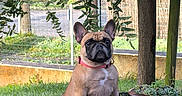Theonie participe au concours pour gagner de l'argent avec cette photo : dog, french_bulldog, pet, animal, grass, tree, potted_plant, succulents, garden, outdoor, wood, fence, collar, brown, greenery, nature, small_dog, alert, plant_pot, yard