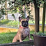 dog, french_bulldog, pet, animal, grass, tree, potted_plant, succulents, garden, outdoor, wood, fence, collar, brown, greenery, nature, small_dog, alert, plant_pot, yard