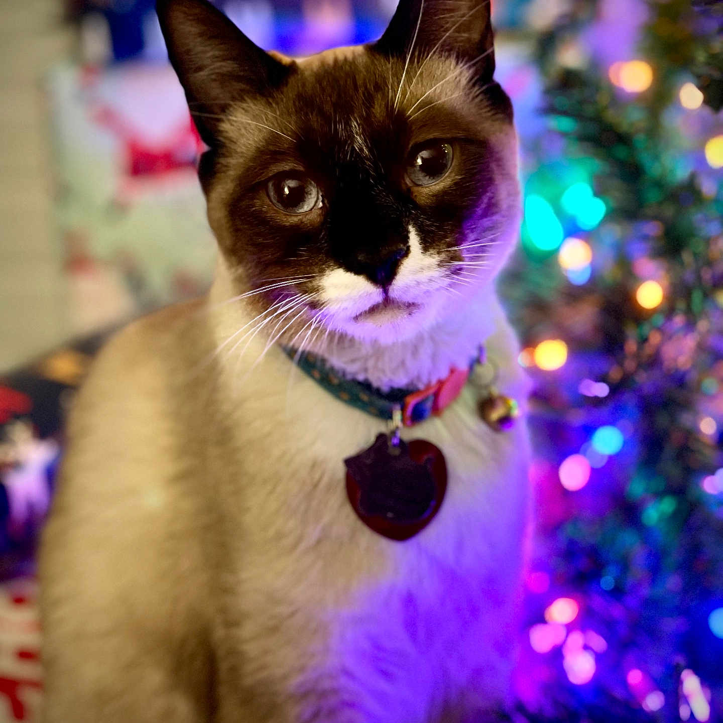 Casper Baskin is registered to the contest to win money with this photo: accessories, amethyst, animal, cat, collar, crystal, featherboa, gemstone, glitter, jewelry, kitten, leash, lighting, manx, necklace, ornament, pet, purple, siamese, strap