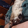 animal, bed, blanket, casual, cat, clothing, cozy, domestic, feline, fur, human_leg, indoor, paw, pet, relaxed, resting, sleepy, socks, stretching, wooden_furniture