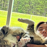 Diva is registered to the contest to win money with this photo: kitten, cat, paw, human, hand, face, smile, window, grass, trees, nature, indoor, portrait, close_up, cute, furry, sleepy, relaxed, holding, pet