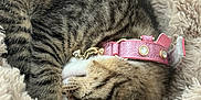 Diva is registered to the contest to win money with this photo: cat, kitten, tabby, sleeping, pink_collar, sparkle, blanket, fur, cozy, pet, domestic_animal, close_up, paw, whiskers, ear, stripes, indoor, nap, soft_texture, accessory