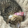 cat, kitten, tabby, sleeping, pink_collar, sparkle, blanket, fur, cozy, pet, domestic_animal, close_up, paw, whiskers, ear, stripes, indoor, nap, soft_texture, accessory