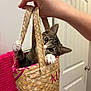 cat, kitten, basket, woven_bag, hand, paws, eyes, ears, whiskers, pink_towel, door, indoor, pet, playful, closeup, portrait, home, holding, cute, cozy