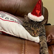 Pepper joined the competition — help win amazing prizes! animal, cat, christmas, couch, cozy, ears, festive, fur, holiday, indoors, leather_sofa, paw, pet, pillow, portrait, relaxed, santa_hat, sleeping, tabby, whiskers