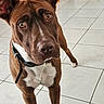 dog, brown_dog, white_chest, white_paws, upright_ears, pointed_ears, close_up, portrait, curious, alert, looking_at_camera, indoors, tiled_floor, home, collar, leash, short_fur, brown_fur, white_markings, pet