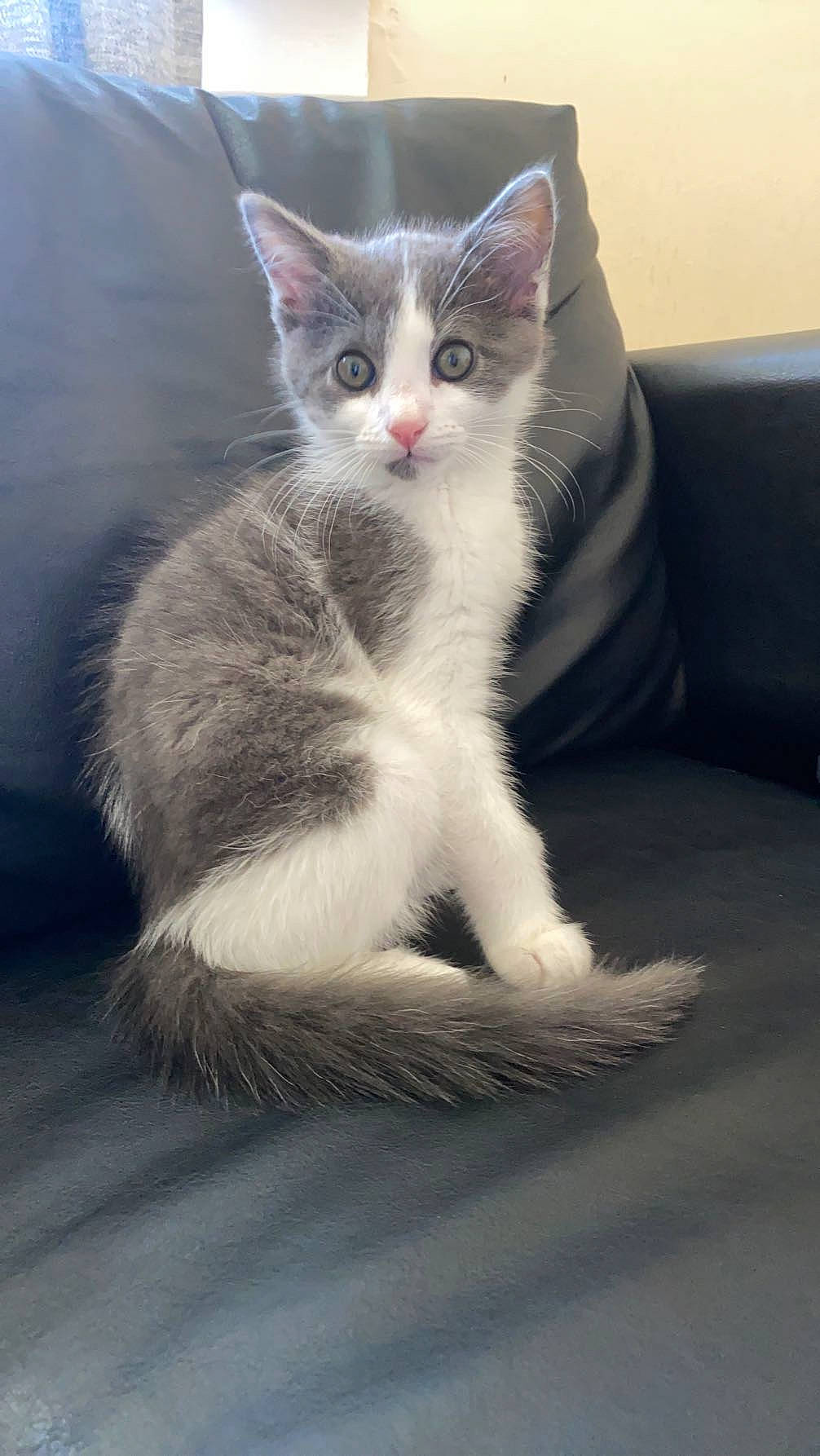 Pablo is registered to the contest to win money with this photo: carnivore, cat, claw, couch, domestic_short_haired_cat, felidae, fur, grey, paw, small_to_medium_sized_cats, tail, whiskers