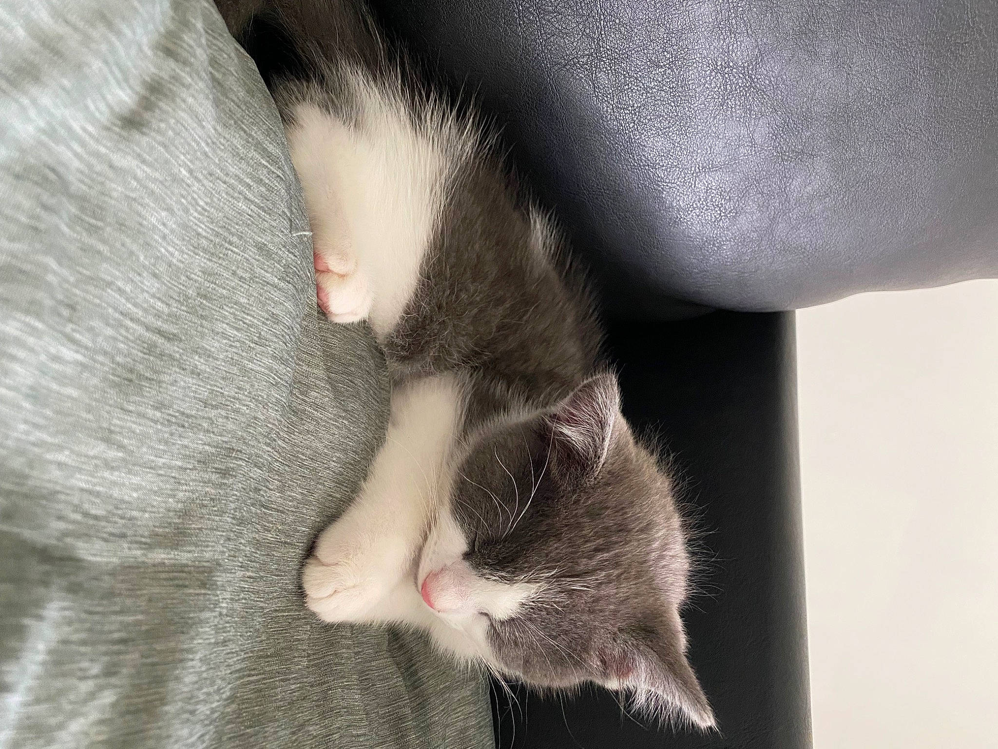 Pablo is registered to the contest to win money with this photo: carnivore, cat, claw, comfort, domestic_short_haired_cat, ear, eye, felidae, foot, fur, grey, human_body, human_leg, leg, nail, paw, small_to_medium_sized_cats, snout, tail, whiskers