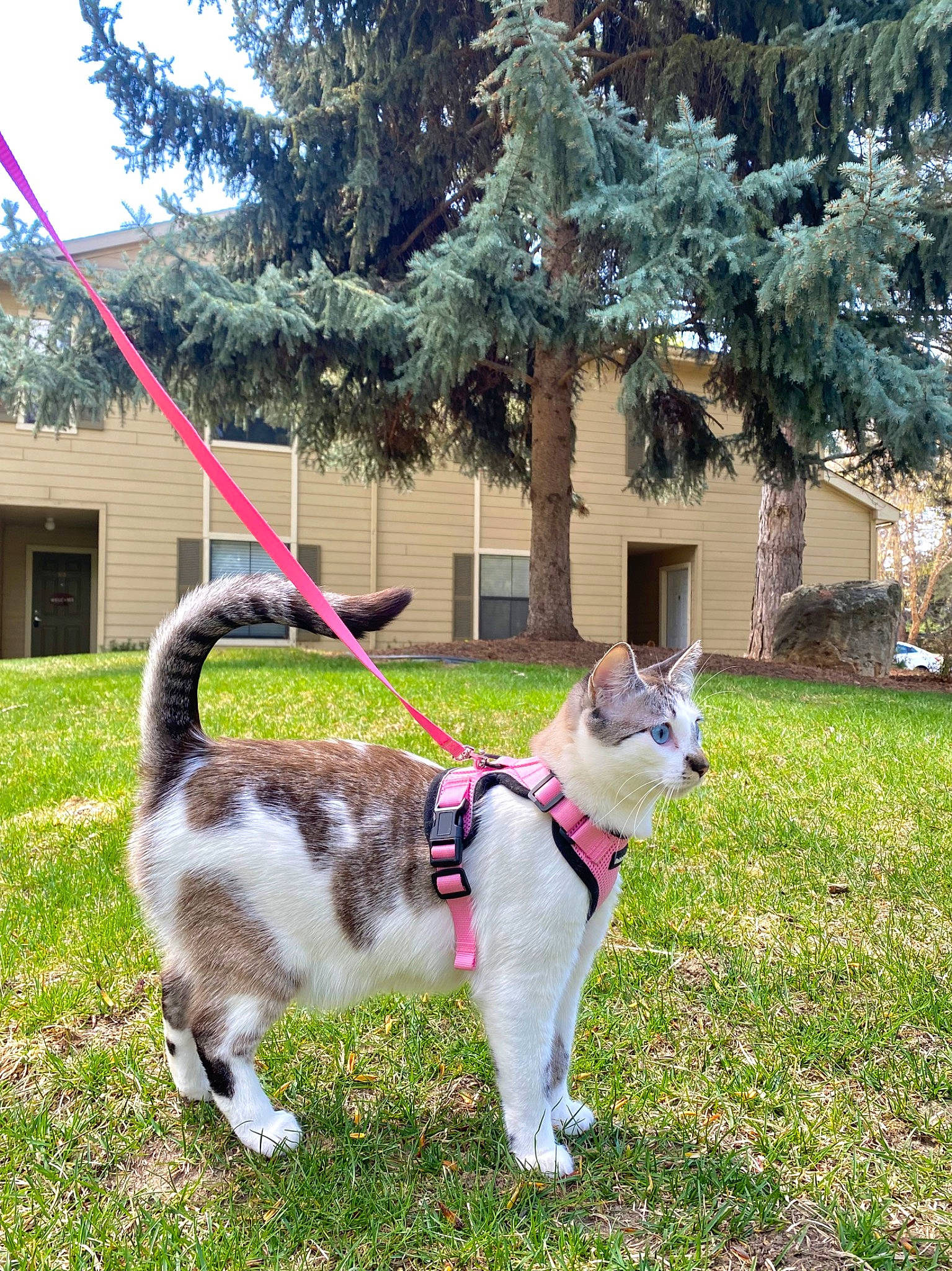 Nilly joined the competition — help win amazing prizes! building, carnivore, cat, collar, conifer, domestic_short_haired_cat, felidae, fur, grass, house, lawn, leash, plant, small_to_medium_sized_cats, tail, terrestrial_animal, tree, whiskers, window, yard