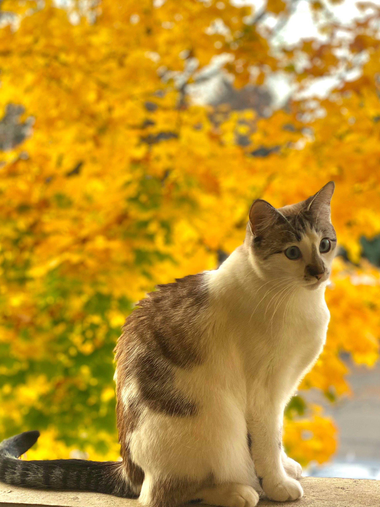 Nilly joined the competition — help win amazing prizes! branch, carnivore, cat, fawn, felidae, fur, grass, leaf, plant, road, road_surface, small_to_medium_sized_cats, snout, tail, tints_and_shades, tree, whiskers, wood, woody_plant, yellow