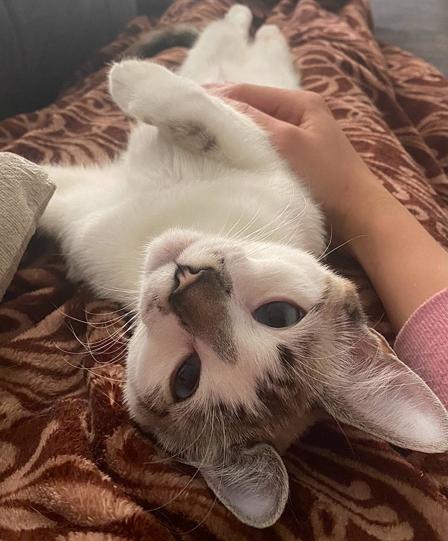 Nilly is registered to the contest to win money with this photo: carnivore, cat, cloud, comfort, companion_dog, dog_breed, domestic_short_haired_cat, fawn, felidae, foot, fur, human_leg, linens, nail, paw, small_to_medium_sized_cats, snout, tail, textile, whiskers