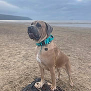 Hugo joined the competition — help win amazing prizes! animal, beach, brown_dog, calm, canine, cloudy_sky, collar, daytime, dog, landscape, log, nature, outdoor, pet, portrait, quiet, sand, shore, standing, water