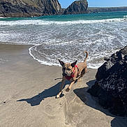 Hugo joined the competition — help win amazing prizes! dog, beach, sand, ocean, waves, rock, cliff, sky, water, sunlight, outdoor, animal, pet, playful, harness, footprint, nature, coast, daytime, running