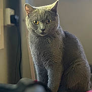 Mia is registered to the contest to win money with this photo: cat, gray_cat, pet, animal, feline, indoor, sitting, curious, fur, whiskers, ears, eyes, portrait, close_up, soft_light, home, furniture, blurred_background, domestic_cat, cute