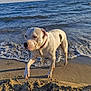 dog, beach, ocean, sand, water, collar, waves, sunlight, outdoor, animal, pet, seaside, shore, canine, daylight, vacation, nature, summer, white_dog, sailboat