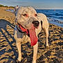 Newton participe au concours pour gagner de l'argent avec cette photo : dog, beach, sand, sea, sky, sunlight, tongue, happy, pet, animal, outdoor, summer, water, shore, playful, canine, vacation, nature, daytime, collar