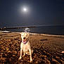 Newton participe au concours pour gagner de l'argent avec cette photo : dog, beach, night, moon, sea, sand, waves, rocky_breakwater, reflection, animal, pet, canine, outdoor, leash, bandana, quiet, calm, water, sky, nature