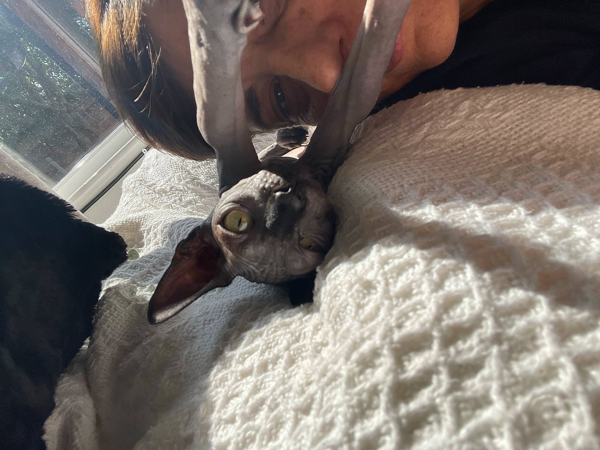 Gollum is registered to the contest to win money with this photo: bedding, canidae, claw, comfort, dog_breed, fashion_accessory, fawn, felidae, fur, gesture, human_leg, linens, nail, paw, small_to_medium_sized_cats, sporting_group, whiskers, wood, woolen, woven_fabric