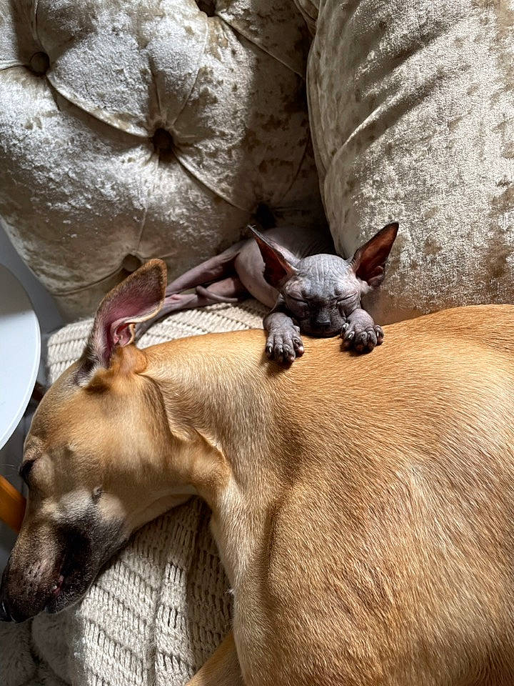 Gollum is registered to the contest to win money with this photo: art, canidae, comfort, companion_dog, dog_breed, fawn, felidae, fur, mammal, nap, small_to_medium_sized_cats, snout, sporting_group, tail, terrestrial_animal, vertebrate, whiskers, wildlife, window, working_animal