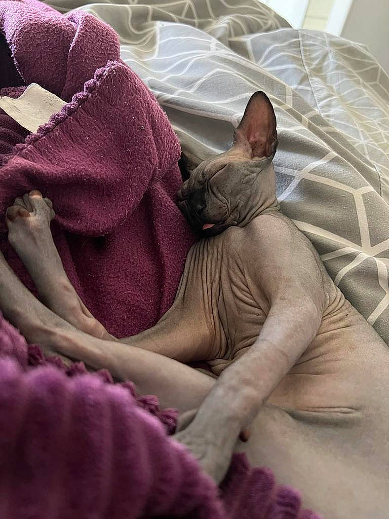 Gollum is registered to the contest to win money with this photo: bed_sheet, bedding, blanket, carnivore, cat, comfort, domestic_short_haired_cat, fawn, felidae, fur, grey, linens, magenta, nap, pink, small_to_medium_sized_cats, terrestrial_animal, textile, whiskers, wrinkle