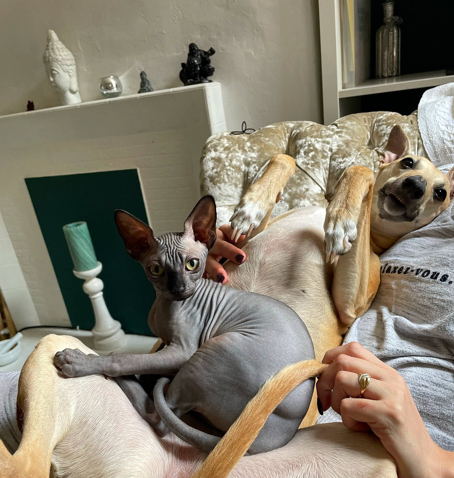 Gertrude is registered to the contest to win money with this photo: bed, bed_sheet, bedding, bedroom, carnivore, comfort, companion_dog, couch, fawn, felidae, fur, interior_design, linens, living_room, pillow, room, small_to_medium_sized_cats, textile, throw_pillow, whiskers