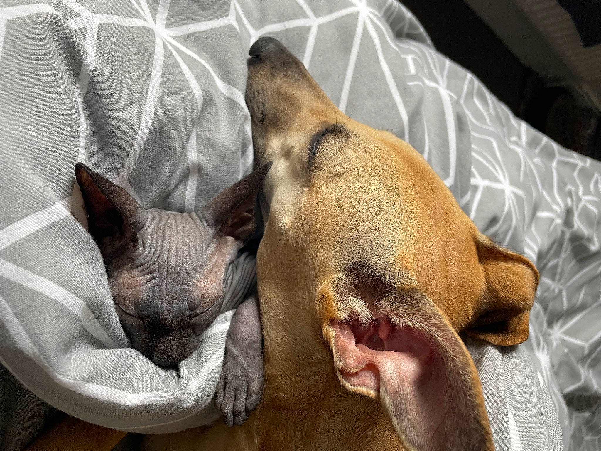 Gertrude joined the competition — help win amazing prizes! canidae, carnivore, clock, comfort, companion_dog, dog, dog_breed, dog_supply, fawn, felidae, fur, liver, nap, paw, small_to_medium_sized_cats, snout, sporting_group, terrestrial_animal, toy_dog, whiskers