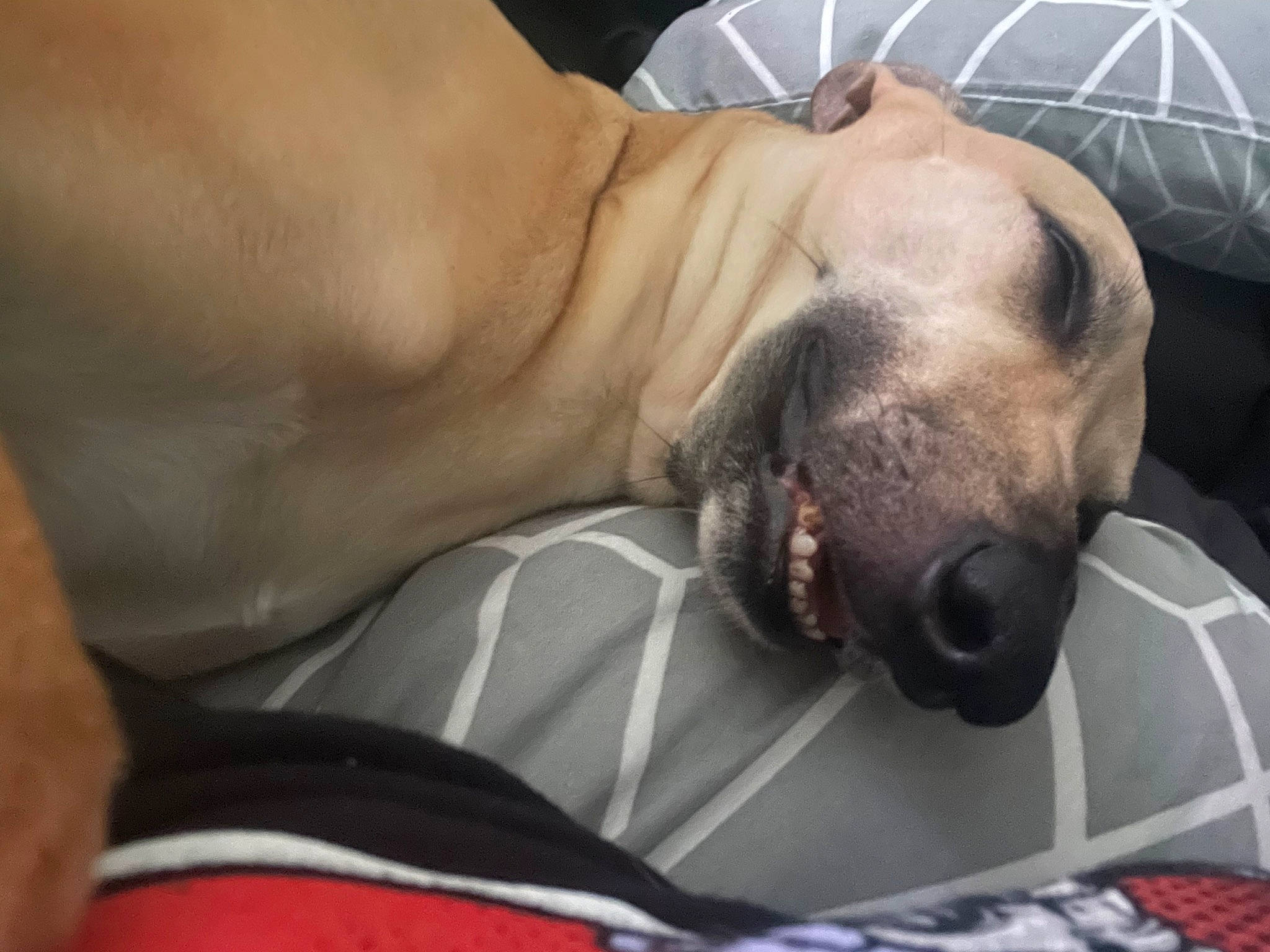 Gertrude joined the competition — help win amazing prizes! abdomen, canidae, carnivore, chest, collar, comfort, companion_dog, dog, dog_breed, elbow, fawn, felidae, fur, gesture, human_leg, jaw, paw, snout, sporting_group, whiskers