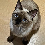 Ibra participe au concours pour gagner de l'argent avec cette photo : cat, siamese_cat, blue_eyes, pet, animal, feline, whiskers, pointed_ears, short_hair, brown_fur, cream_fur, dark_face, sitting, indoors, wooden_floor, portrait, close_up, looking_up, tail, cute