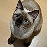 cat, siamese_cat, blue_eyes, pet, animal, feline, whiskers, pointed_ears, short_hair, brown_fur, cream_fur, dark_face, sitting, indoors, wooden_floor, portrait, close_up, looking_up, tail, cute