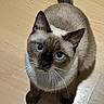 Ibra a rejoint le concours — aidez-le/la à gagner de superbes lots ! cat, siamese_cat, pet, animal, blue_eyes, whiskers, pointed_ears, short_hair, brown_fur, cream_fur, indoors, wooden_floor, sitting, looking_up, portrait, close_up, tail, front_paws, shadow, curious