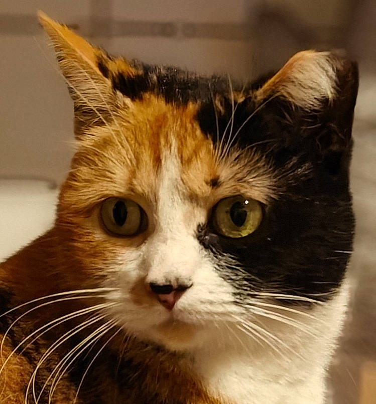 Vénus a rejoint le concours — aidez-le/la à gagner de superbes lots ! box, carnivore, cat, domestic_short_haired_cat, ear, eye, fawn, felidae, fur, hair, head, human_body, small_to_medium_sized_cats, snout, terrestrial_animal, whiskers, window