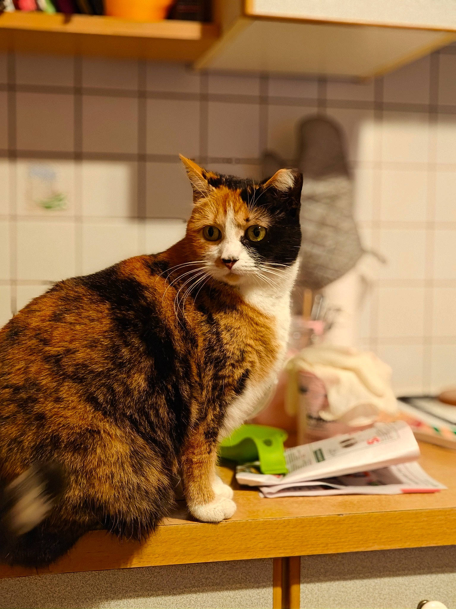 Vénus participe au concours pour gagner de l'argent avec cette photo : carnivore, cat, comfort, desk, domestic_short_haired_cat, felidae, flooring, fur, room, sitting, small_to_medium_sized_cats, table, tail, terrestrial_animal, whiskers, window, wood, yellow