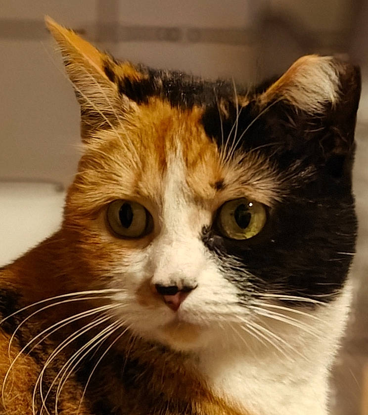 Vénus a rejoint le concours — aidez-le/la à gagner de superbes lots ! box, cardboard, carnivore, cat, domestic_short_haired_cat, ear, eye, fawn, felidae, fur, hair, head, human_body, small_to_medium_sized_cats, snout, terrestrial_animal, whiskers, window