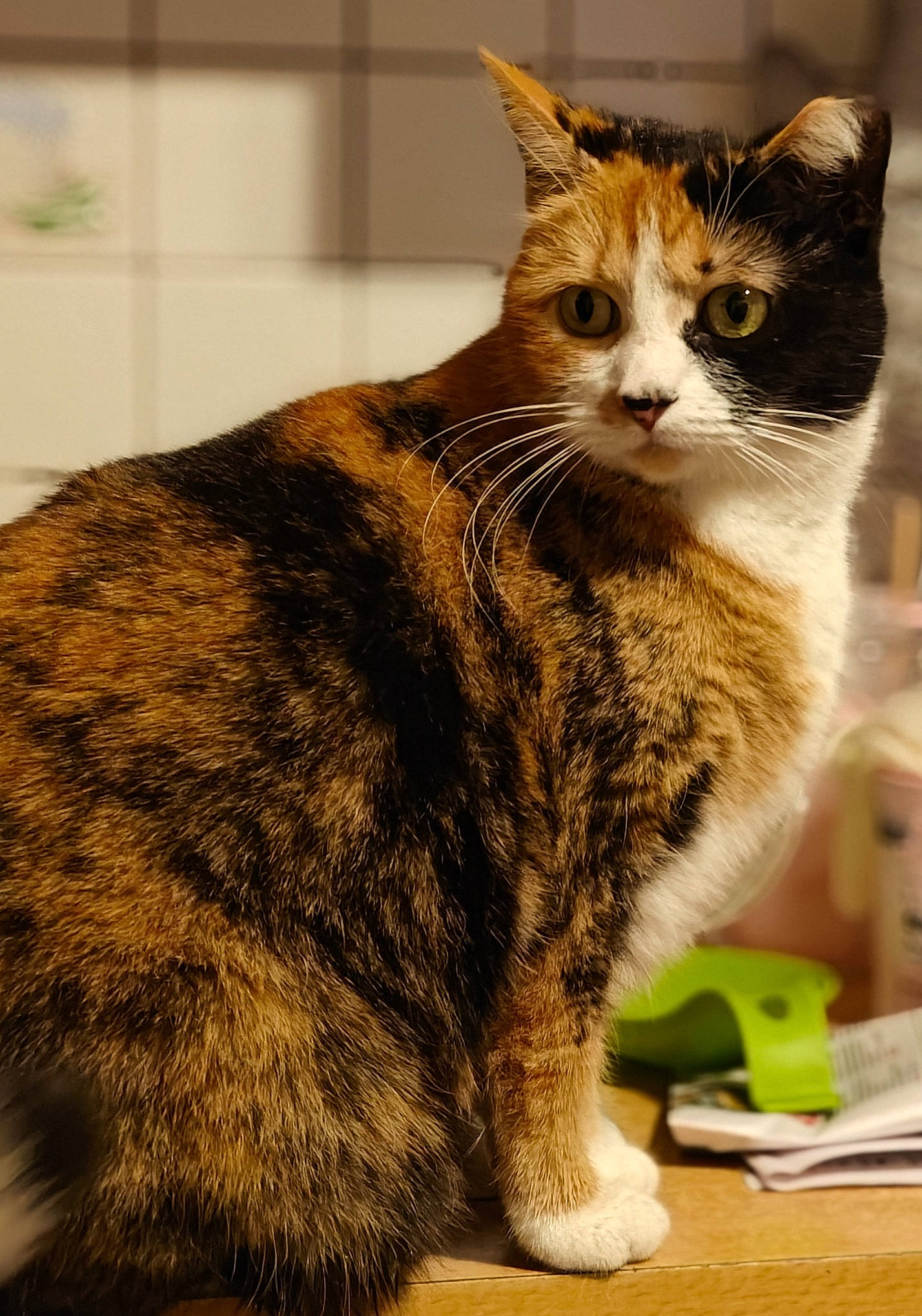 Vénus a rejoint le concours — aidez-le/la à gagner de superbes lots ! carnivore, cat, claw, domestic_short_haired_cat, fawn, felidae, fur, paw, sitting, small_to_medium_sized_cats, snout, tail, terrestrial_animal, whiskers, wildlife