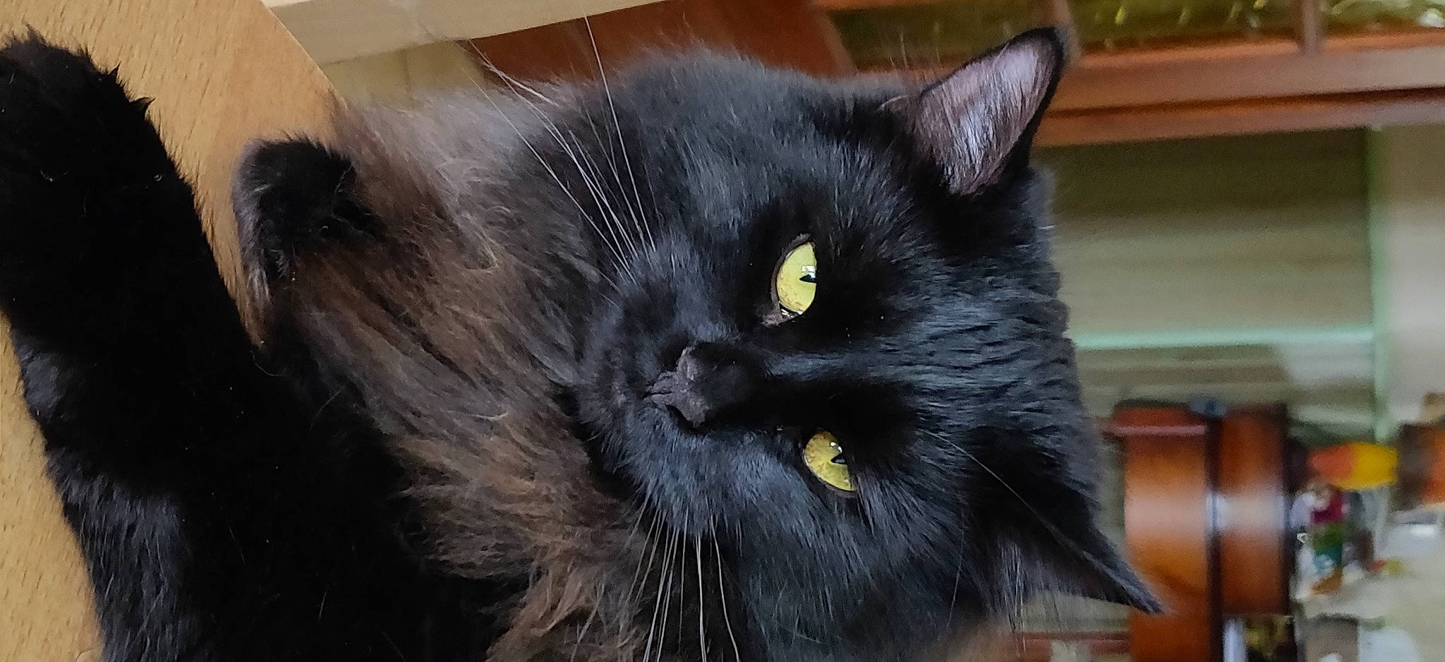 Méphisto a rejoint le concours — aidez-le/la à gagner de superbes lots ! black_cat, bombay, carnivore, cat, claw, domestic_short_haired_cat, felidae, fur, grey, plant, small_to_medium_sized_cats, tail, terrestrial_animal, whiskers