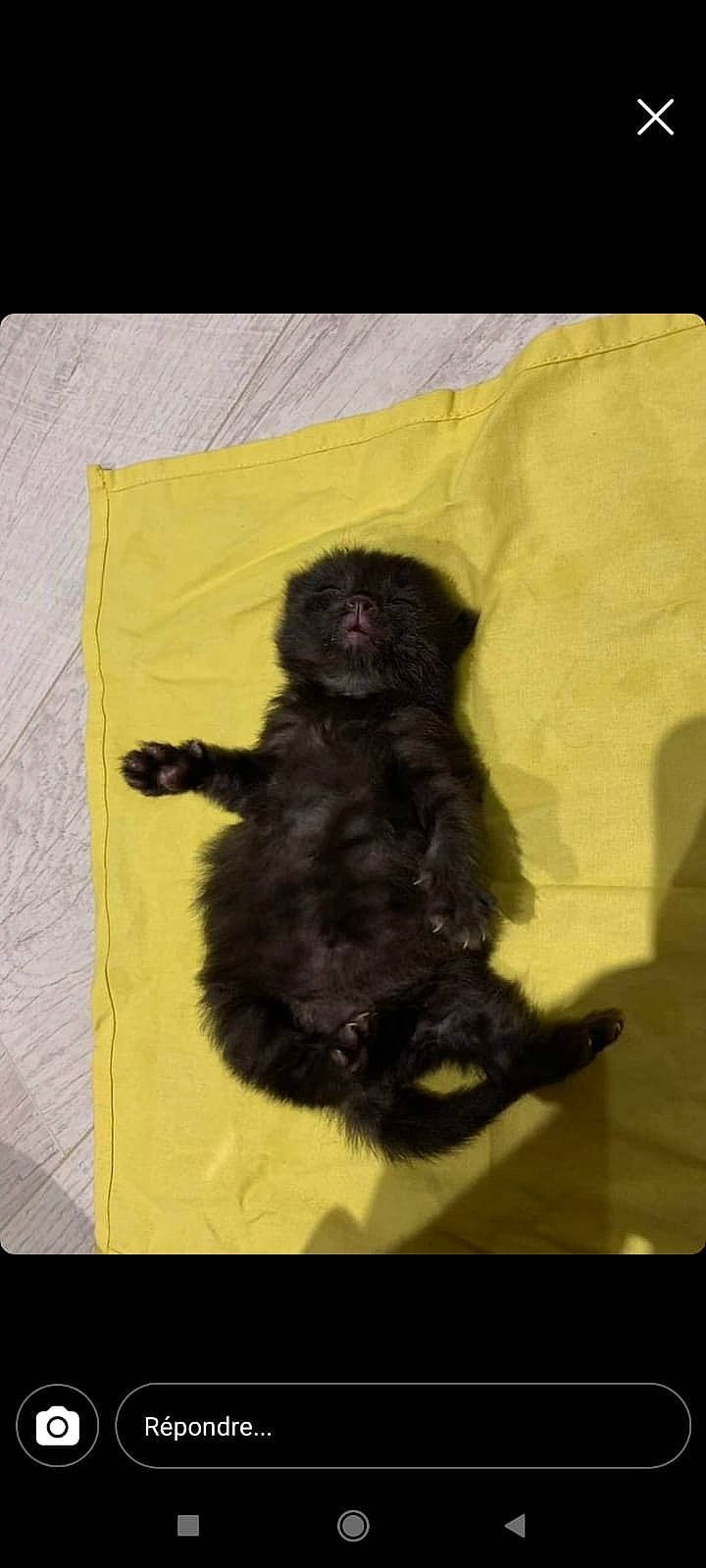 Méphisto participe au concours pour gagner de l'argent avec cette photo : art, bear, canidae, claw, companion_dog, dog_breed, fur, linens, painting, paper, paper_product, paw, primate, rectangle, small_to_medium_sized_cats, sporting_group, tail, terrestrial_animal, visual_arts, working_animal