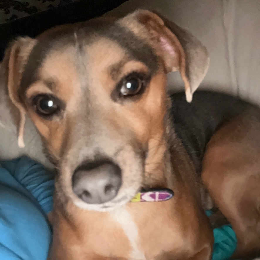 Hank joined the competition — help win amazing prizes! animal, beagle, canine, couch, cushion, dog, face, furniture, head, homedecor, hound, husky, indoors, interiordesign, labradorretriever, person, pet, photography, puppy, sleeping