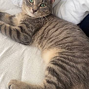 Cannelle a rejoint le concours — aidez-le/la à gagner de superbes lots ! cat, tabby, green_eyes, fur, whiskers, paws, tail, bed, blanket, indoor, relaxed, cute, pet, animal, feline, striped, resting, lying_down, close_up, cozy