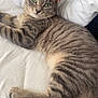 cat, tabby, green_eyes, fur, whiskers, paws, tail, bed, blanket, indoor, relaxed, cute, pet, animal, feline, striped, resting, lying_down, close_up, cozy