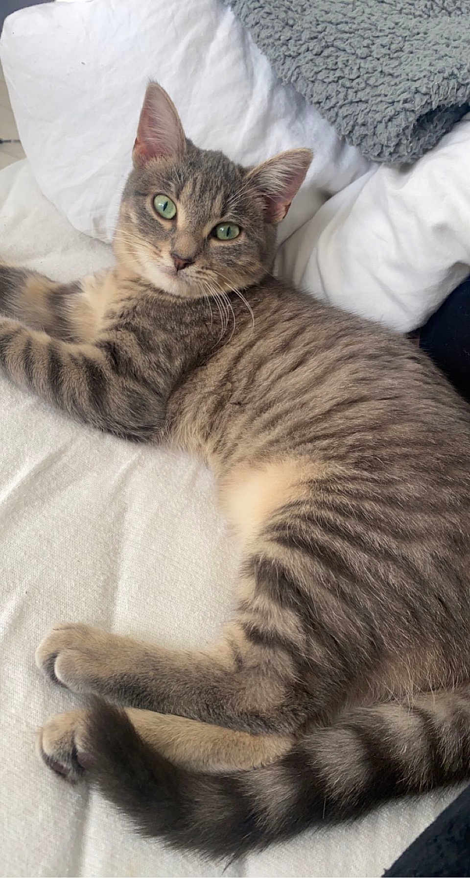 Cannelle