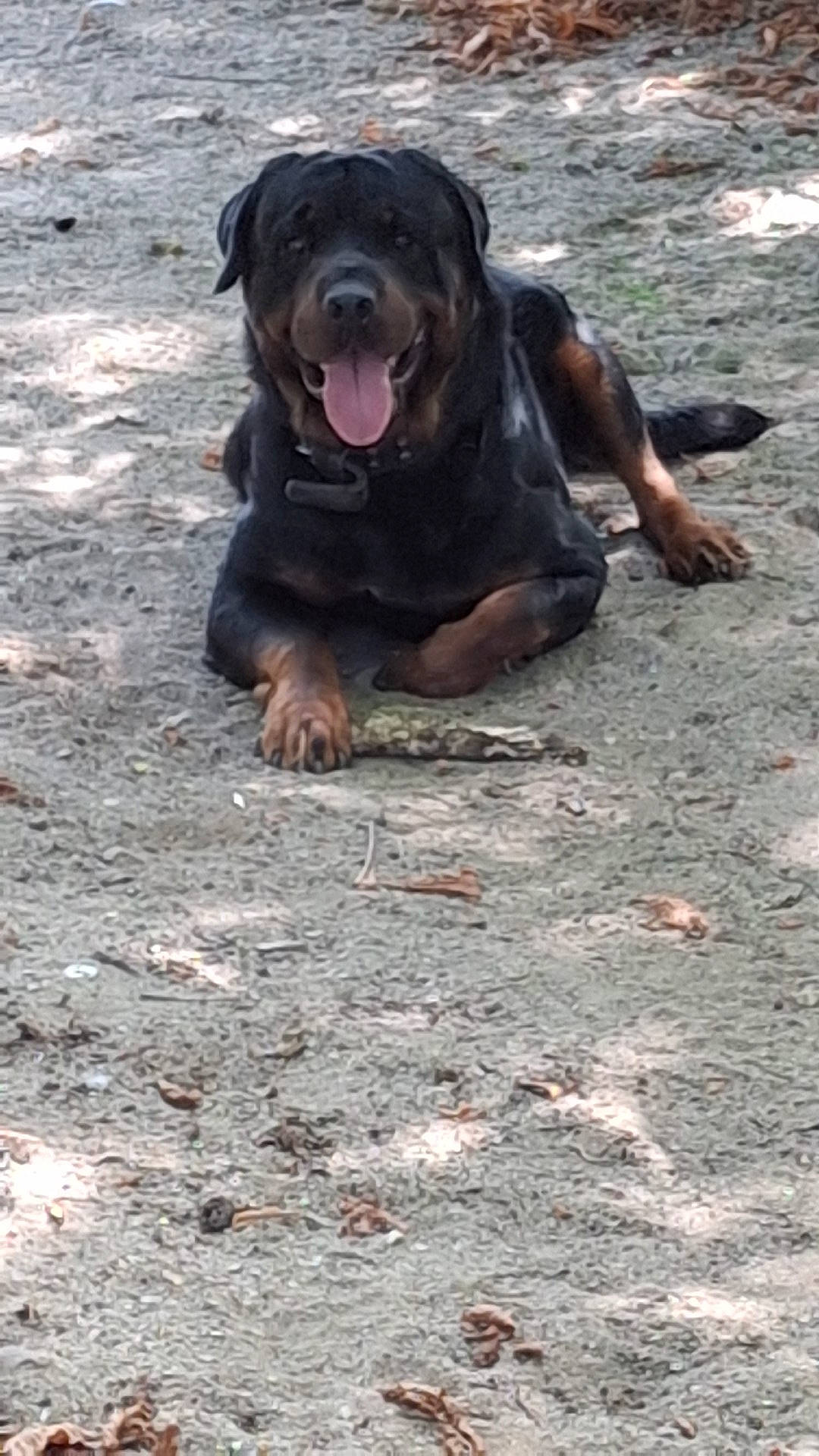 Iron participe au concours pour gagner de l'argent avec cette photo : animal, canine, collar, dog, friendly, happy, leaf, lying_down, mammal, nature, outdoor, pet, playful, relaxed, rottweiler, sand, shadow, summer, sunlight, tongue_out