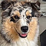 Talya participe au concours pour gagner de l'argent avec cette photo : dog, fluffy, smiling, indoor, pet, fur, close_up, happy, animal, canine, face, ears, tongue, household, clothes, furniture, cute, friendly, portrait, domestic