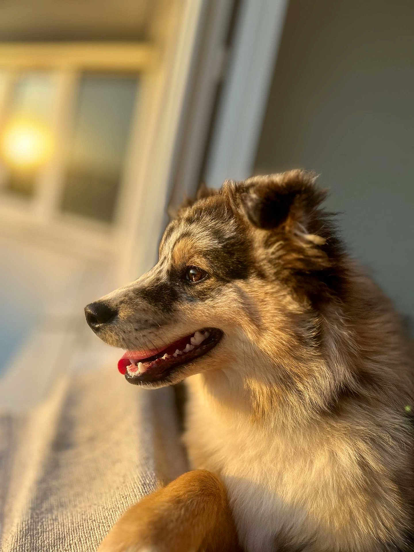 Talya