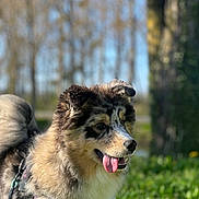 Talya a rejoint le concours — aidez-le/la à gagner de superbes lots ! dog, animal, outdoor, grass, nature, pet, canine, portrait, happy, tongue_out, fur, leash, daylight, muzzle, ears, tree, blurred_background, summer, playful, friendly