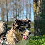 dog, animal, outdoor, grass, nature, pet, canine, portrait, happy, tongue_out, fur, leash, daylight, muzzle, ears, tree, blurred_background, summer, playful, friendly
